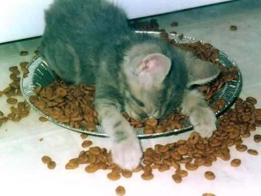 ����-������ �� www.RzhuNeMogu.ru � 47151