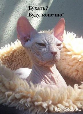 ����-������ �� www.RzhuNeMogu.ru � 47255