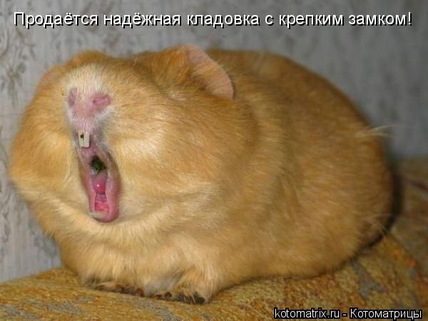 ����-������ �� www.RzhuNeMogu.ru � 47282