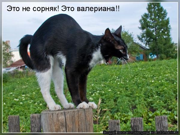 ����-������ �� www.RzhuNeMogu.ru � 48225