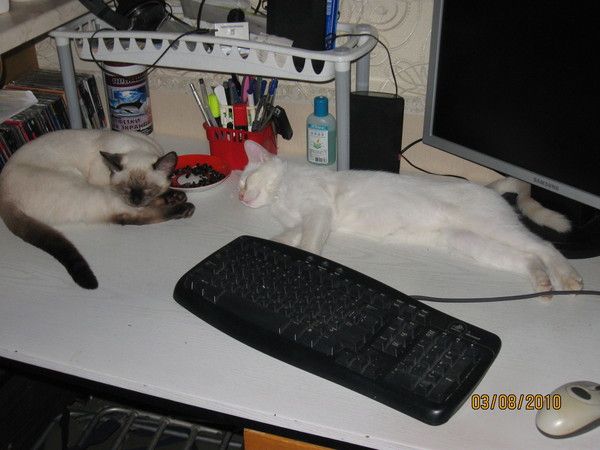 ����-������ �� www.RzhuNeMogu.ru � 48340